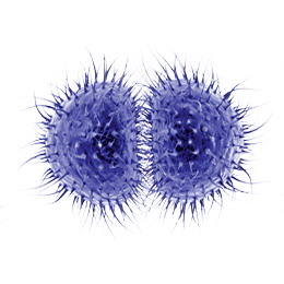 Meningokokken-Bakterien, die Meningitis auslösen können